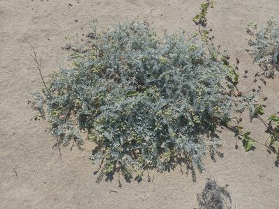 Astragalus miguelensis, photographed by Casey H. Richart