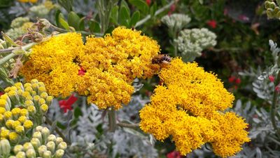 Constancea nevinii, photographed by Casey H. Richart