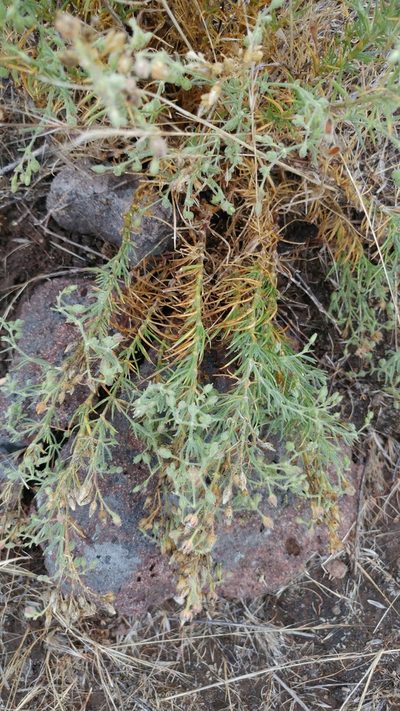 Spergularia villosa, photographed by Casey H. Richart