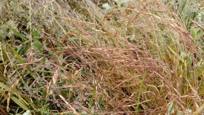 Deschampsia danthonioides, photographed by Casey H. Richart