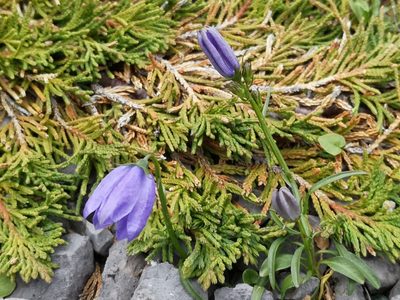 Campanula giesekiana, photographed by Todd Boland