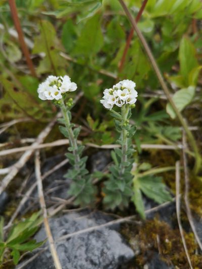 Draba incana, photographed by Todd Boland