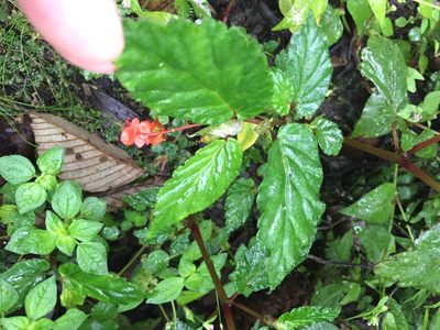 Begonia urticae, photographed by tlaloc27