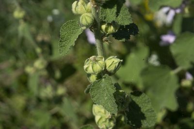 Alcea biennis, photographed by Conrad Altmann