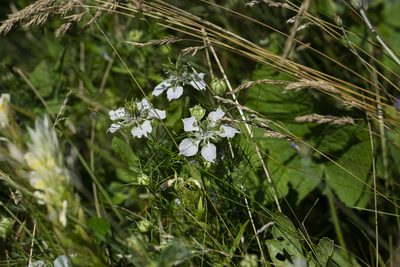 Nigella sativa, photographed by Conrad Altmann