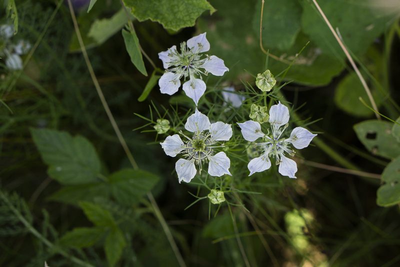 Nigella sativa, photographed by Conrad Altmann