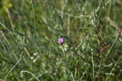 Xeranthemum cylindraceum, photographed by Conrad Altmann