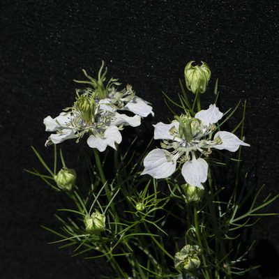 Nigella sativa, photographed by Conrad Altmann