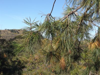 Pinus praetermissa, photographed by Dante S. Figueroa