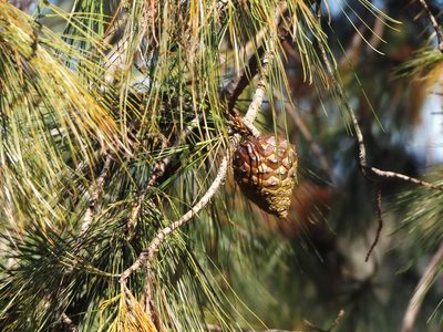 Pinus praetermissa, photographed by Dante S. Figueroa