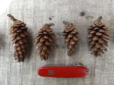 Pinus maximinoi, photographed by Dante S. Figueroa