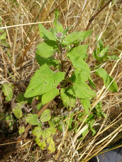 Scrophularia villosa, photographed by Casey H. Richart
