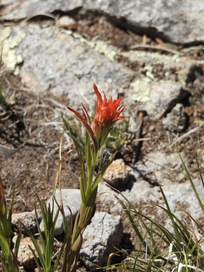 Castilleja wootonii, photographed by CK2AZ