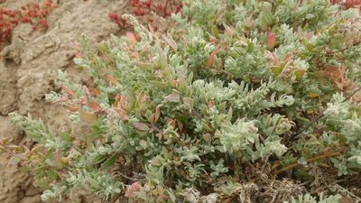 Extriplex californica, photographed by Casey H. Richart