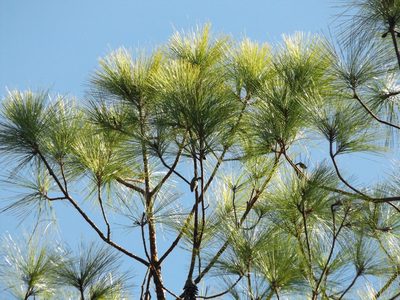Pinus jaliscana, photographed by Dante S. Figueroa