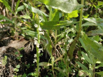 Spiranthes aestivalis, photographed by Davide Puddu