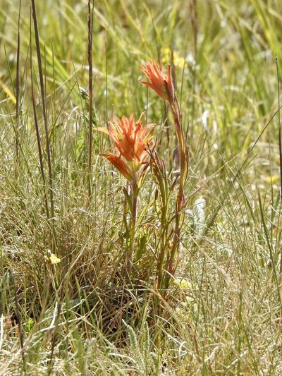 Castilleja wootonii, photographed by CK2AZ