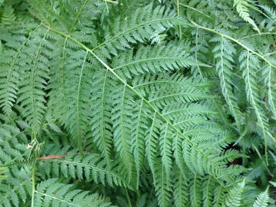 Athyrium yokoscense, photographed by Kim, Hyun-tae