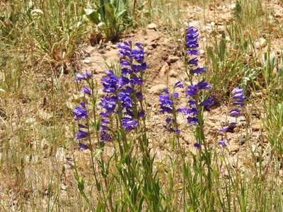 Penstemon strictus, photographed by CK2AZ