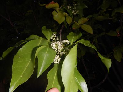 Melicoccus bijugatus, photographed by stinger