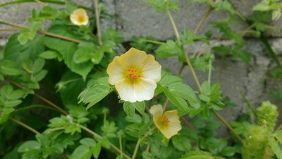 Kallstroemia rosei, photographed by Francisco Emilio Roldán Velasco