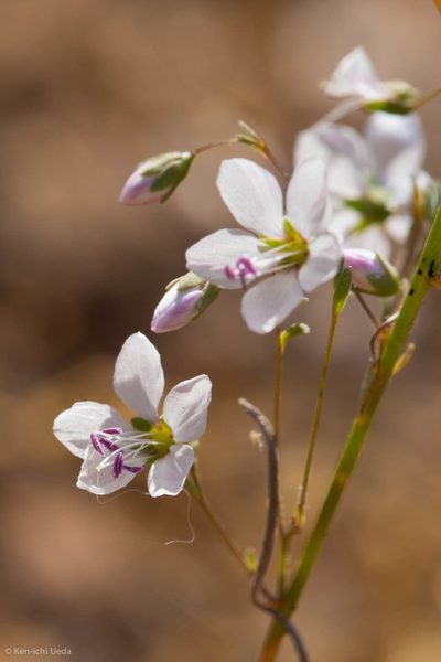 Linum spergulinum, photographed by Ken-ichi Ueda