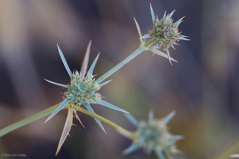 Eryngium aristulatum, photographed by Ken-ichi Ueda
