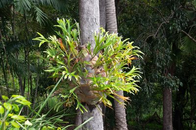 Platycerium hillii, photographed by Terra Occ