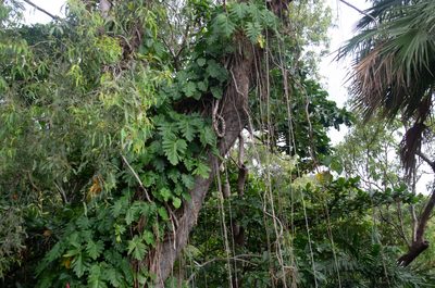 Philodendron lacerum, photographed by Terra Occ