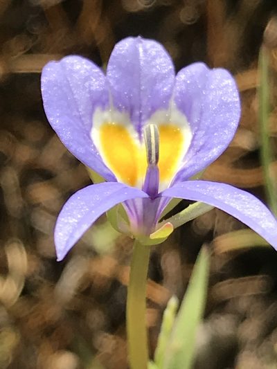 Downingia bacigalupii, photographed by Bruce Homer-Smith