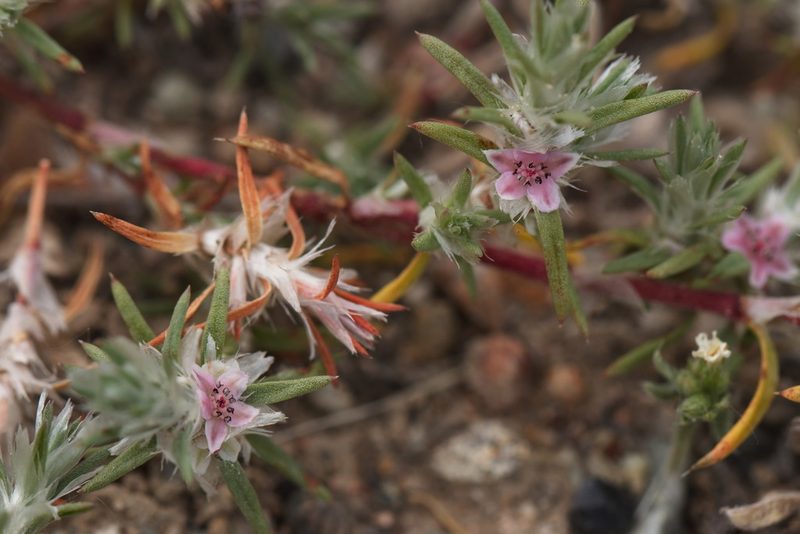 Polygonum paronychioides, photographed by Вячеслав Юсупов