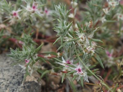 Polygonum paronychioides, photographed by Вячеслав Юсупов