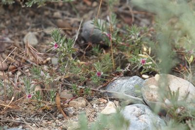 Polygonum paronychioides, photographed by Вячеслав Юсупов