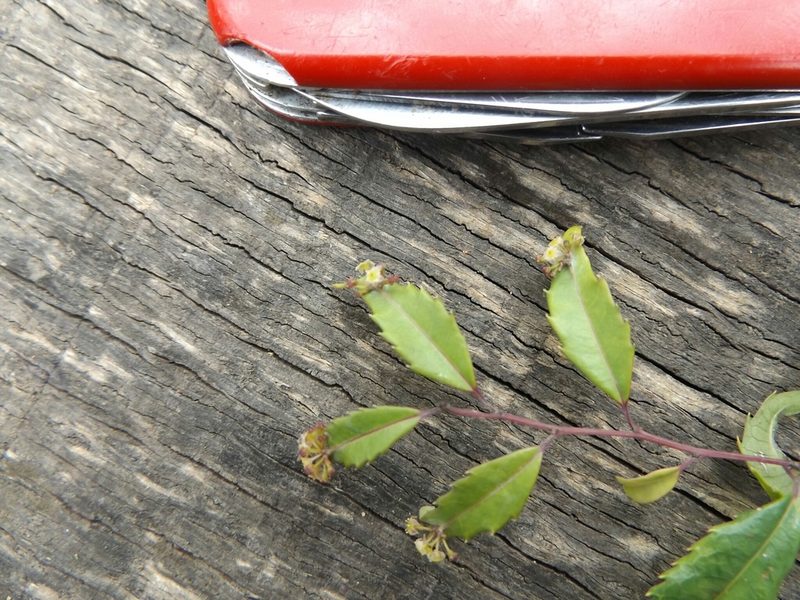 Phyllonoma laticuspis, photographed by Dante S. Figueroa