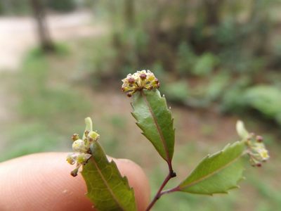 Phyllonoma laticuspis, photographed by Dante S. Figueroa