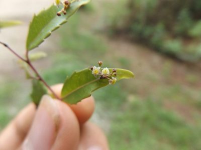 Phyllonoma laticuspis, photographed by Dante S. Figueroa