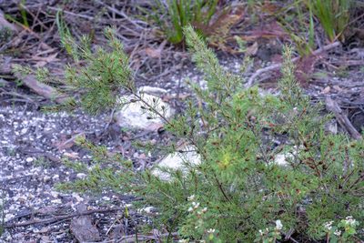 Pultenaea mollis, photographed by Jesse Rorabaugh