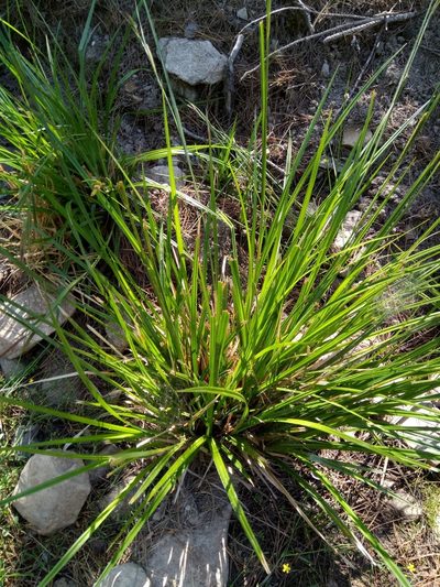 Carex microcarpa, photographed by Karim Haddad