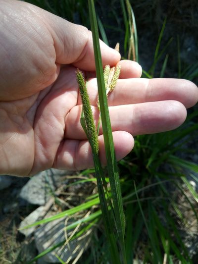 Carex microcarpa, photographed by Karim Haddad