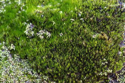 Campylopus bicolor, photographed by Jesse Rorabaugh