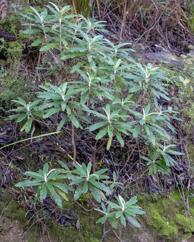 Bedfordia arborescens, photographed by Jesse Rorabaugh