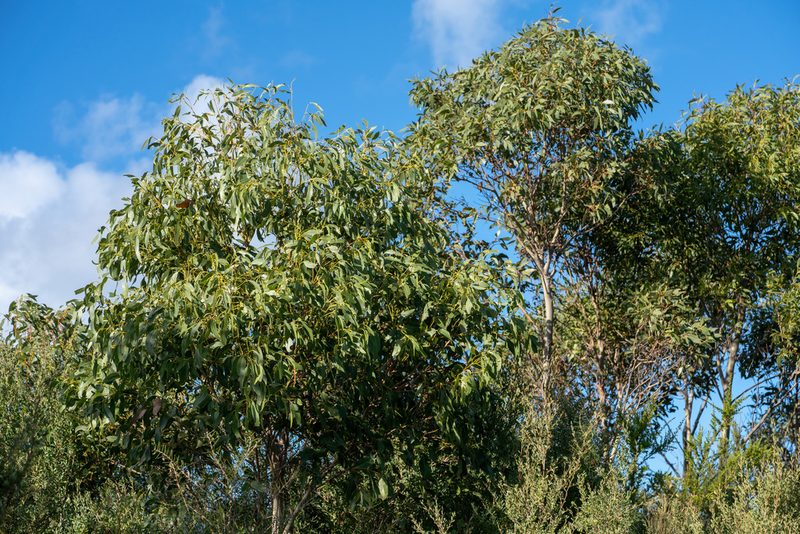 Eucalyptus kitsoniana, photographed by Jesse Rorabaugh