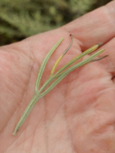 Artemisia nesiotica, photographed by Casey H. Richart
