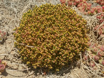 Amblyopappus pusillus, photographed by Casey H. Richart