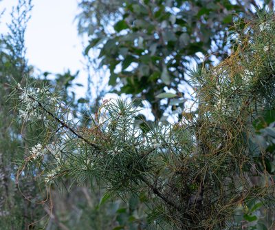 Hakea decurrens, photographed by Jesse Rorabaugh
