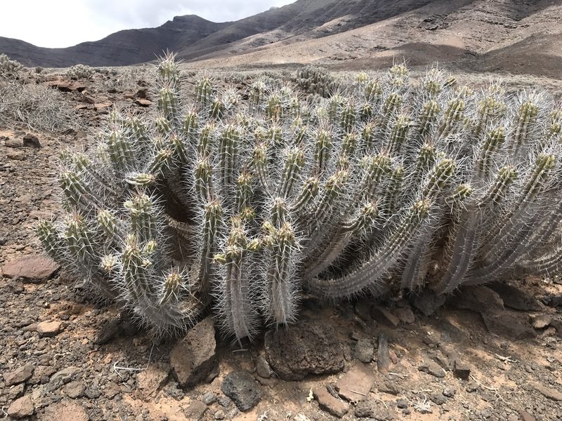 Euphorbia handiensis, photographed by Tanja Milotić