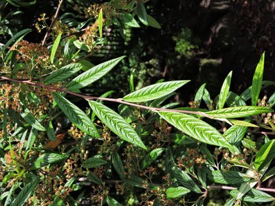 Cotoneaster salicifolius, photographed by Susan Marley