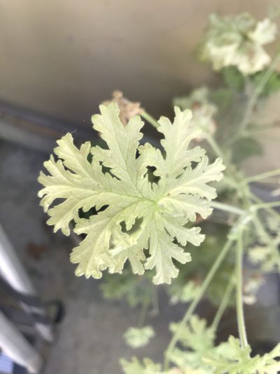Pelargonium graveolens, photographed by Eli Talhouk