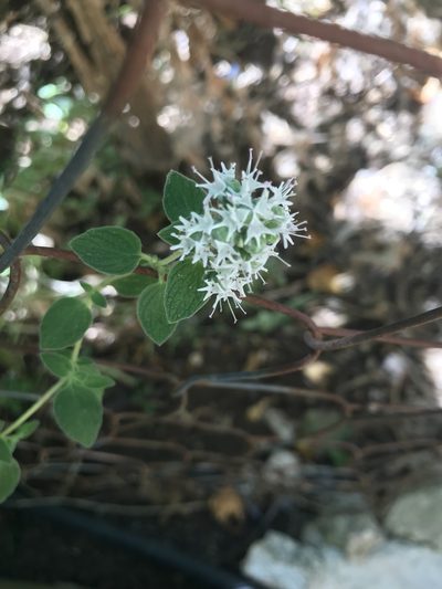 Origanum syriacum, photographed by Eli Talhouk