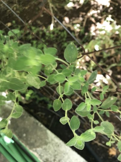 Origanum syriacum, photographed by Eli Talhouk